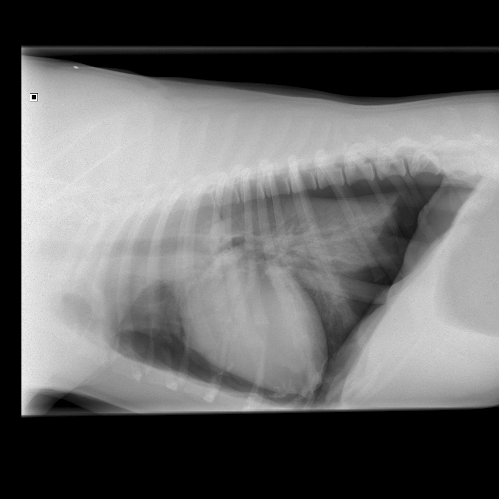 thorax diba